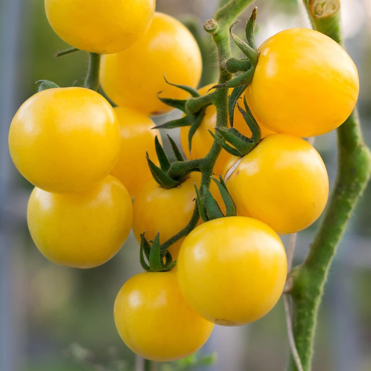 SKY SEEDS Indeterminate high production cherry tomato Tomato