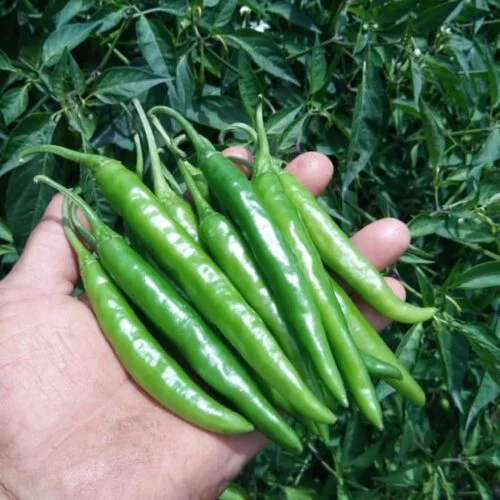 Chili Hybrid F1 Green