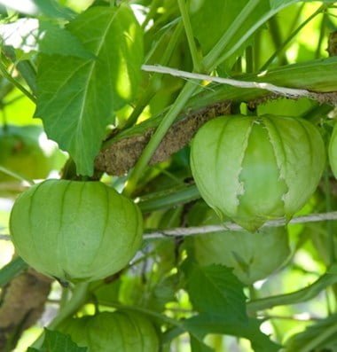 SKY SEEDS Toma Verde Tomatillo Seed
