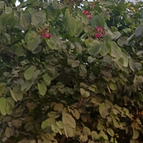 BAUHINIA  KACHNAR TREE SEEDS APPROX 10 SEEDS