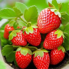 Strawberry Seeds Quattro Stagioni