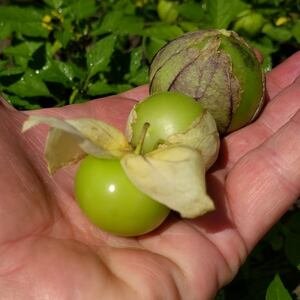 SKY SEEDS <h2><strong>Tomatillo Seeds</strong></h2> <strong>Botanical Name:</strong> <em>Physalis philadelphica</em> 5/352227 exp. 01.07.2026 ca. 1 G Tomatillo seeds produce vibrant, tangy fruits encased in a distinctive papery husk. These fruits are commonly used in Mexican cuisine, particularly in green sauces and salsas. The plants are hardy and can thrive in a variety of climates, making them a versatile addition to any garden. <strong>Growing Season in Pakistan:</strong> Tomatillo seeds should be sown in the spring after the last frost. The warm temperatures and longer daylight hours of spring and summer are ideal for tomatillo growth.  