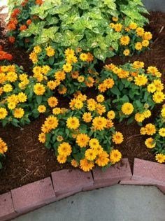 SKY SEEDS Zinnia hybrid f1 yellow Profusion Double 20 seeds in packet