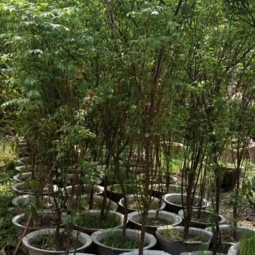 '' Persian lilac''Bakain tree Approx 20 Seeds