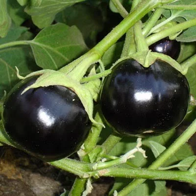 Eggplant Round black hybrid f1