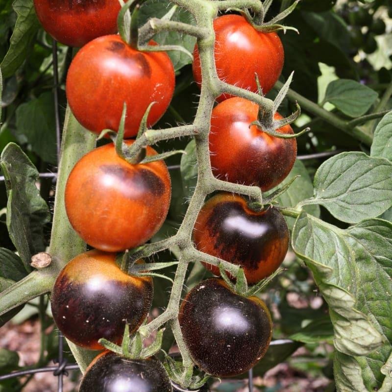 SKY SEEDS TOMATO Midnight Snack -
Lycopersicon esculentum
APPROX.20 SEEDS