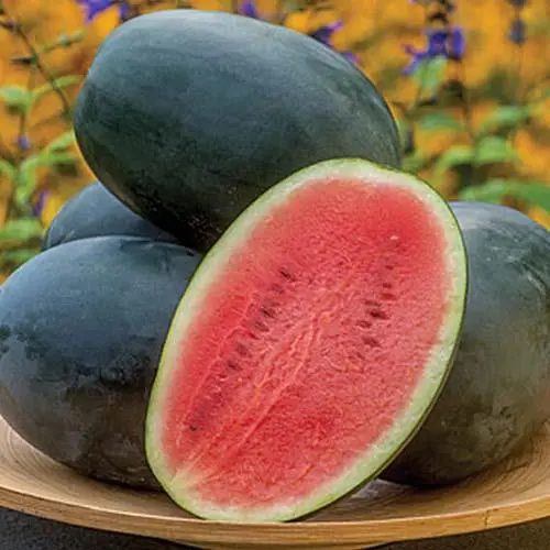 WATERMELON LONG Hybrid F1 100 SEEDS