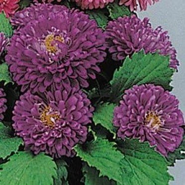 SKY SEEDS Aster POT & PATIO BLUE f1 Callistephus chinensis *Approximately 40 seeds in each packet . this price is only one packet