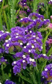SKY SEEDS STATICE PURPLE ATTRACTION APPROX.50 SEEDS