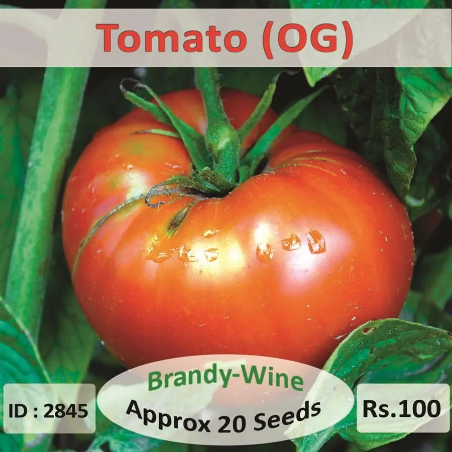 Tomato Seed Brandywine Organic
