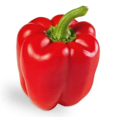 Capsicum Red Peperone Quadrato D’Asti Rosso