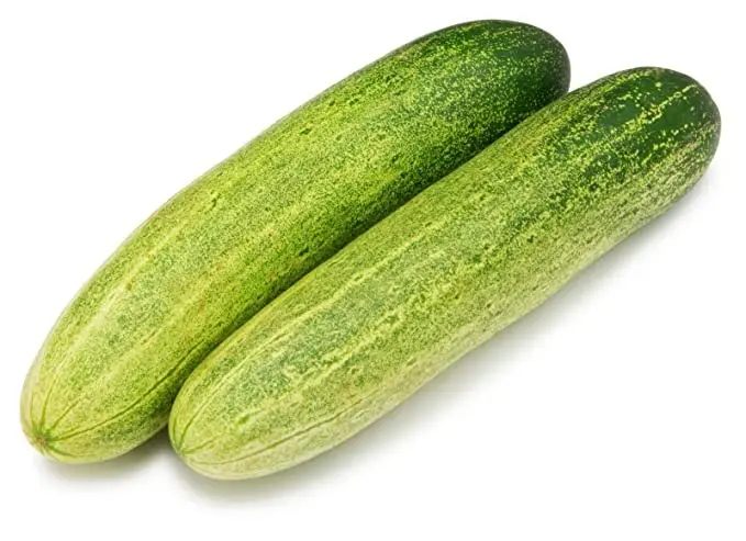 cucumber.skyseeds-384-30300-130221104038.jpg CUCUMBER F1 Hybrid LIGHT GREEN