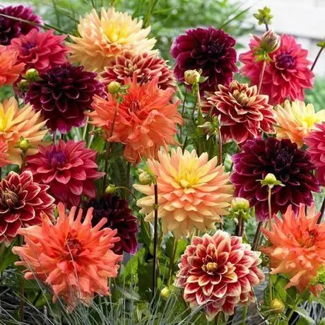 Dahlia Seed Giant Mix