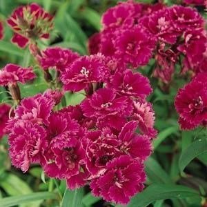 SKY SEEDS Dynasty Purple Dianthus APPROXIMATELY 40 SEEDS