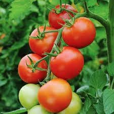 SKY SEEDS Tomato Moneymaker " Organic Open Pollinated "
APPROX 20 SEEDS