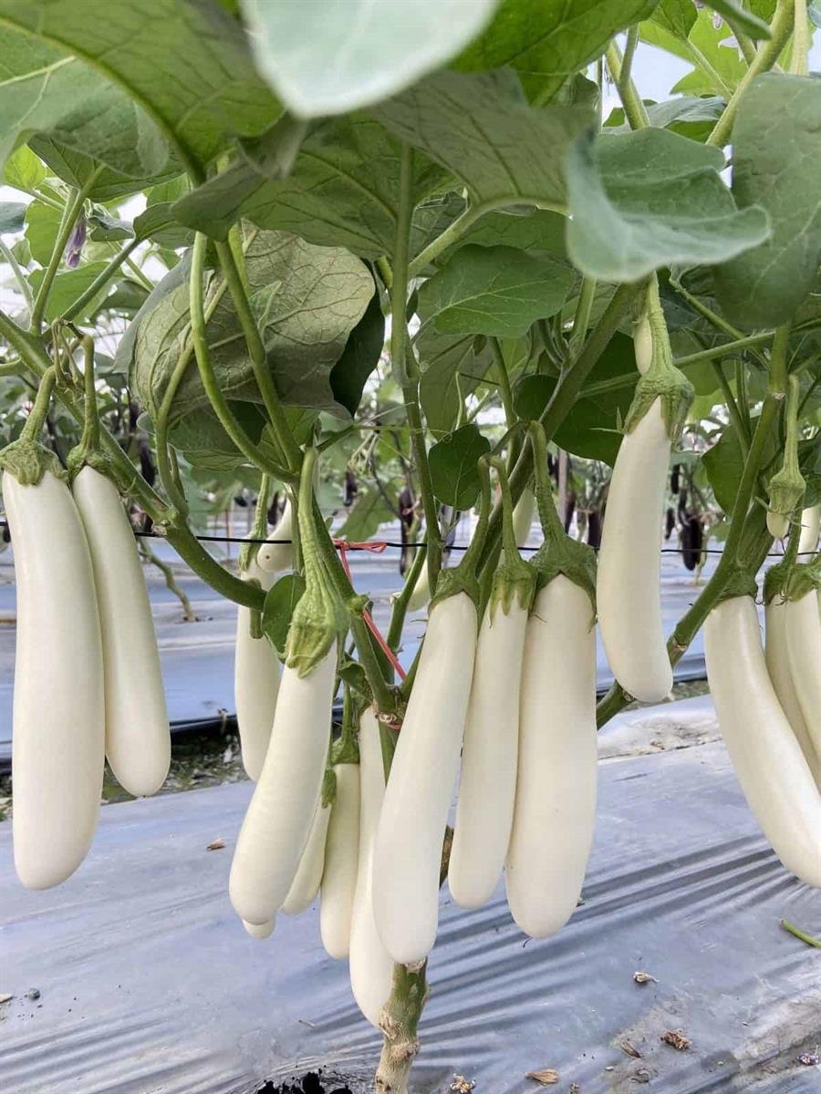 Eggplant Long Shape White Seed Organic