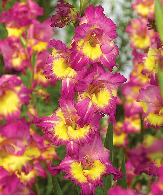 SKY SEEDS Far West Gladiolus 10 bulbs deal ( ADVANCE BOOKING POLICY )
