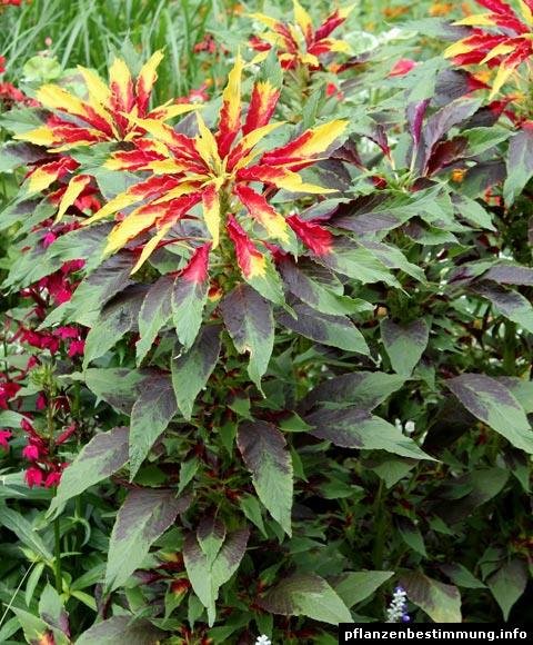 SKY SEEDS Amaranthus tricolor
Approximately 50 seeds