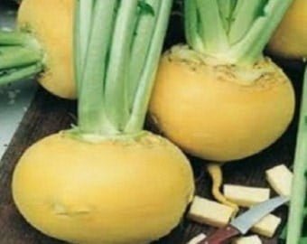 SKY SEEDS Yellow Turnip 100 seeds