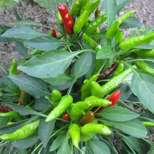 CHILI F1 HYBRID UPRIGHT