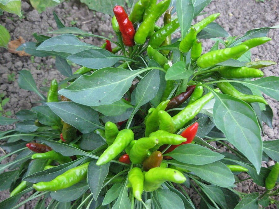 SKY SEEDS CHILI F1 HYBRID UPRIGHT approx 20 seeds The vigorous plant bears many upright fruits in a cluster per node. Fruit size is bigger than UP. Thanks to the vigorous plant growth and strong root system, easy to cultivate with less sensitive diseases reaction.