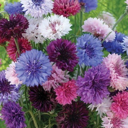 SKY SEEDS Centauria Mixed "Corn flower" APPROX.100 SEEDS Cornflower Mixed' blends the loveliest shades of cornflower colours for a really pretty addition to spring borders. These easy to grow annuals attract bees and butterflies to their nectar rich blooms. With their wiry stems and ruffled petals they make a delicate cut flower too.