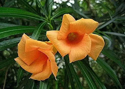 Kaner  Orange plants Seeds  approx 10 seeds  ID:1006