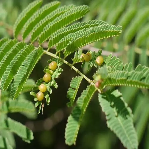 Kikar Seeds (Acacia, Babool tree) Approx.20 seeds