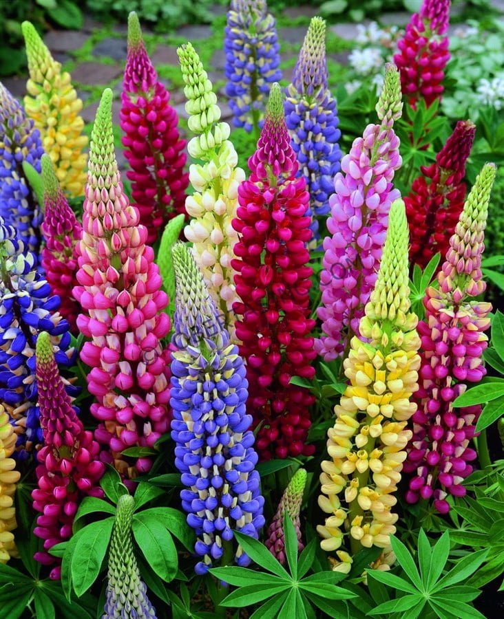 SKY SEEDS LUPINUS POLYPHYLLUS RUSSELL STRAIN
15 SEEDS IN PACKET