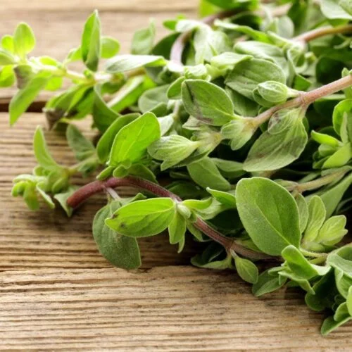 Marjoram Herb Seeds