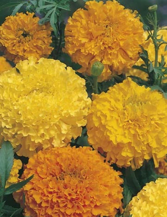 SKY SEEDS Marigold (African) Yellow & Orange Mixed approx 50 seeds