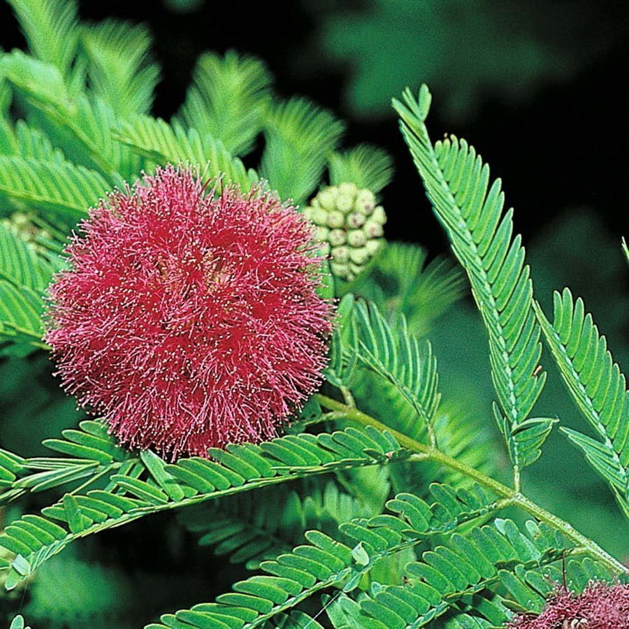 SKY SEEDS Mimosa pudica touch me not Sensitive Plant