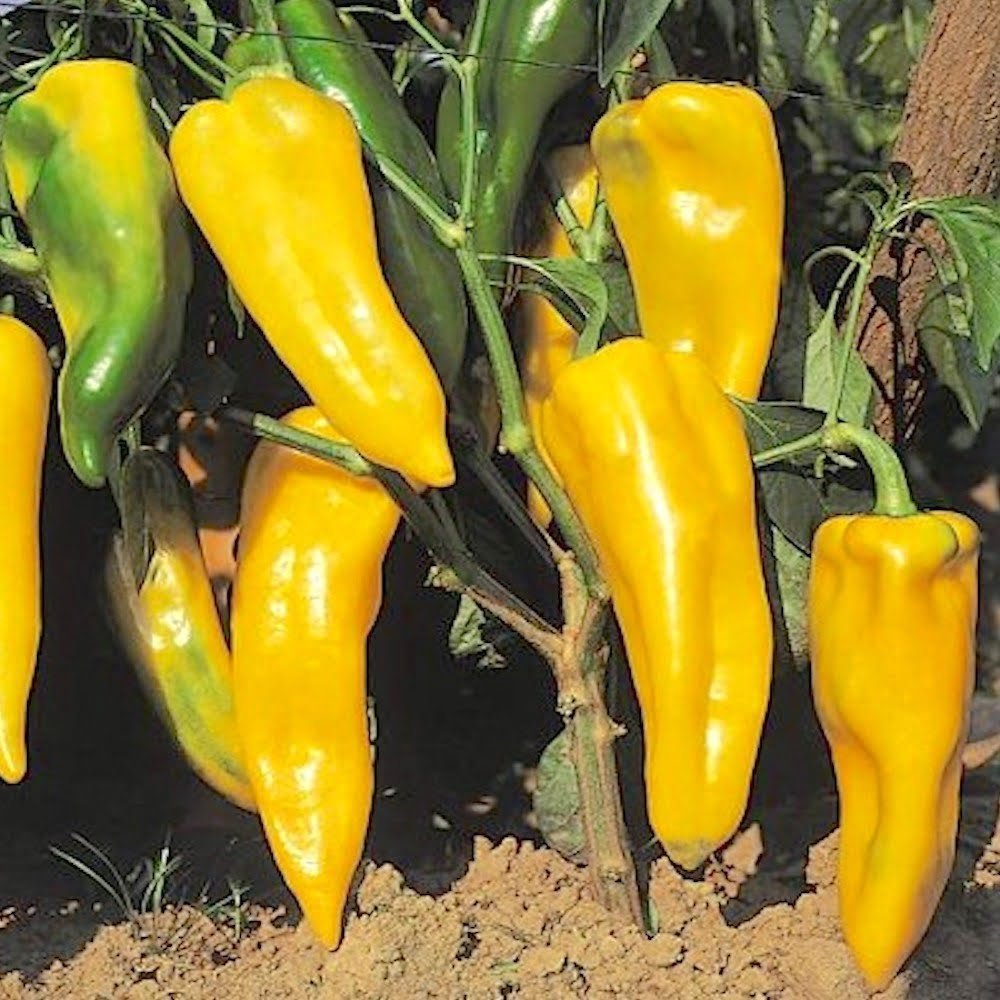 SKY SEEDS Yellow Bull's Horn Pepper
"peperone corno giallo"
APPROX.15 SEEDS
Erect pepper plant , medium-high, the fruit is 18-20 cm long, straight, heavy and horn -shaped . The pulp is yellow-orange, smooth, firm and thick. It lends itself well to both greenhouse and open field cultivation.