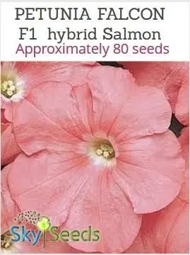 PETUNIA FALCON SALMON