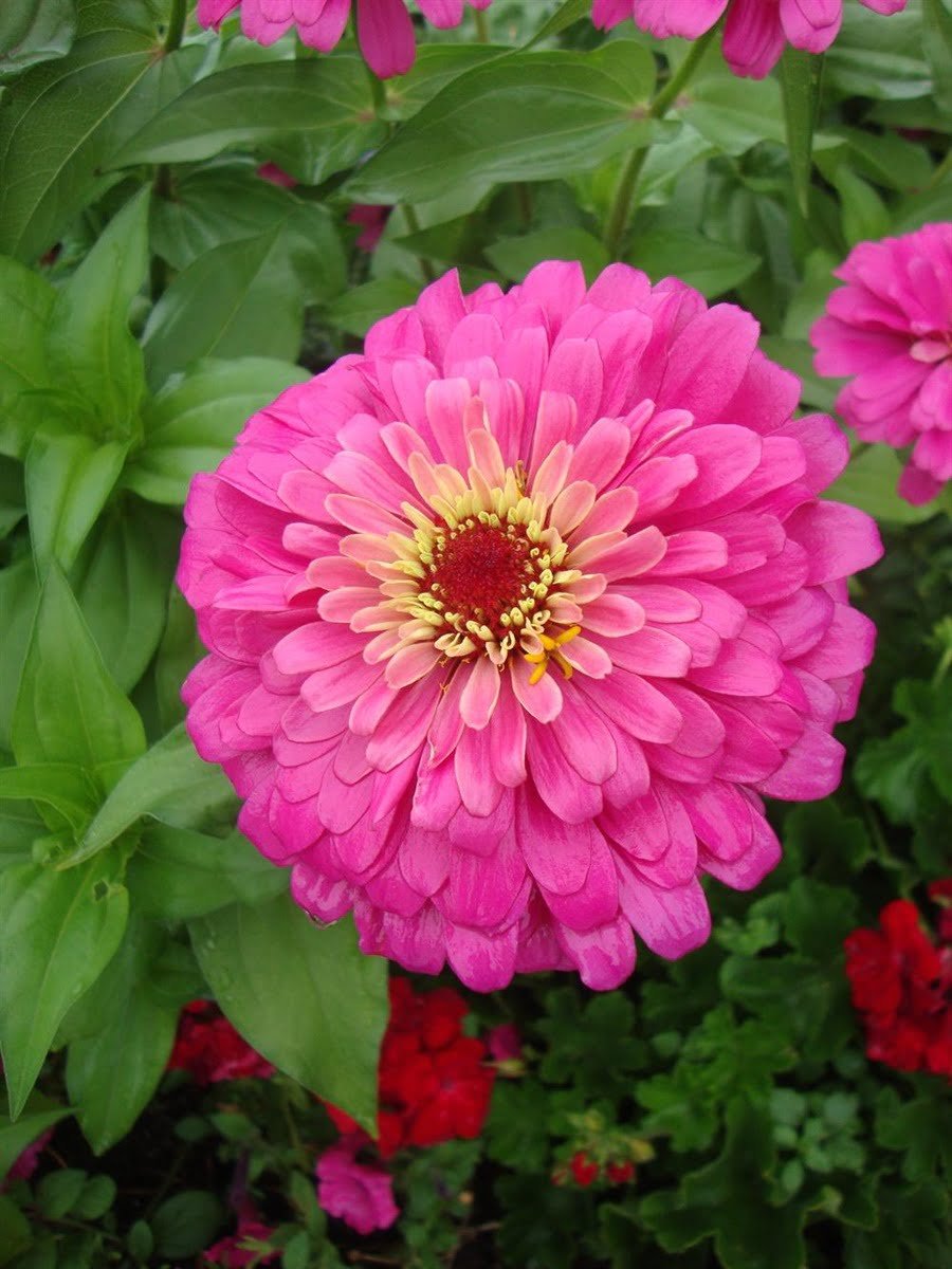 SKY SEEDS Zinnia Sky Dream Double Dwarf Hybrid f1 Pink
Plants are 8 to 14 inches (20 to 40 centimeters) in height. APPROXIMATELY 20 SEEDS