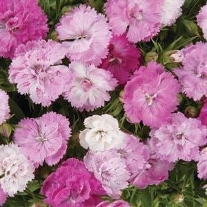 SKY SEEDS Dynasty Pink Magic Dianthus APPROXIMATELY 40 SEEDS