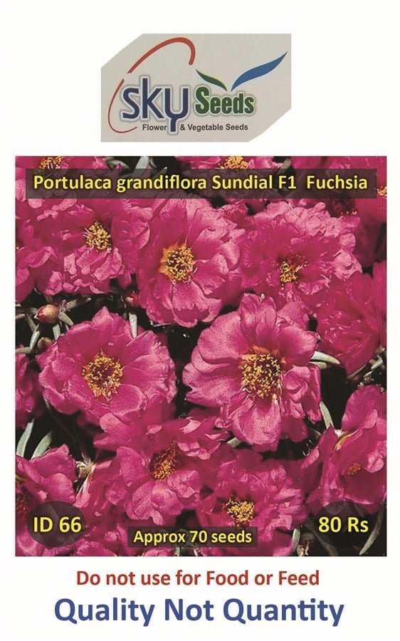 SKY SEEDS SUNDIAL Fuchsia Earliest type Vigorous, well branched habit Fills pots and packs quickly approx.70 seeds