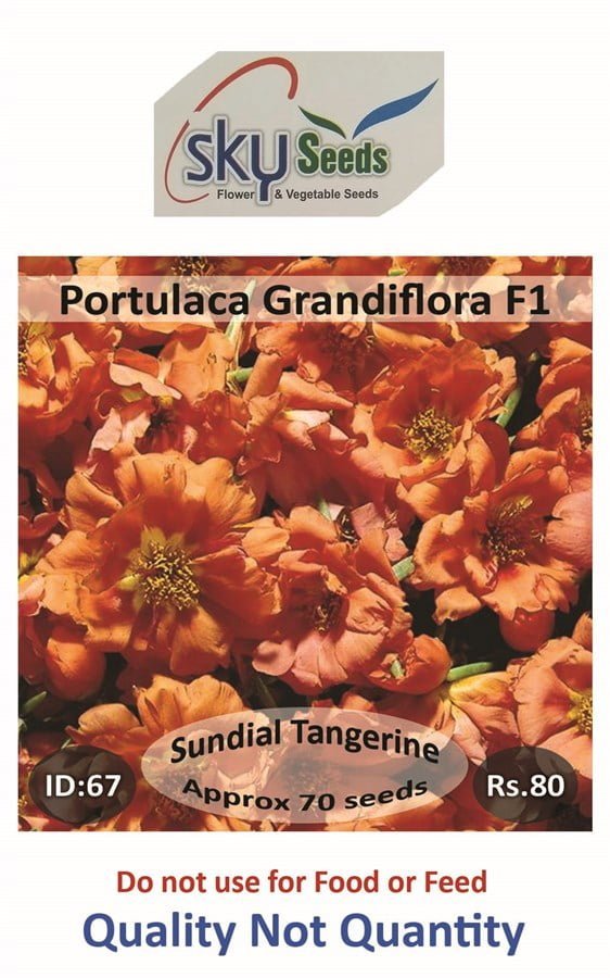 SKY SEEDS SUNDIAL Tangerine Earliest type Vigorous, well branched habit Fills pots and packs quickly approx 70 seeds