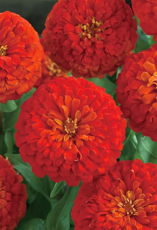 SKY SEEDS Zinnia Sky Dream Double Dwarf Hybrid f1 RED color Plants are 8 to 14 inches (20 to 40 centimetres) in height.
APPROXIMATELY 20 SEEDS