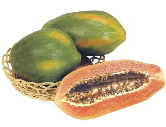PAPAYA SEEDS  RED LADY HYBRID F1