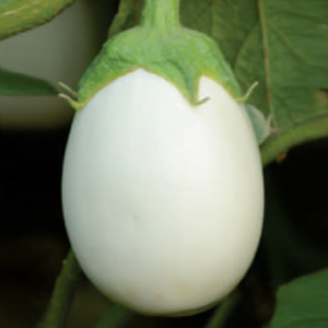 White Oval Shape Eggplant Seeds