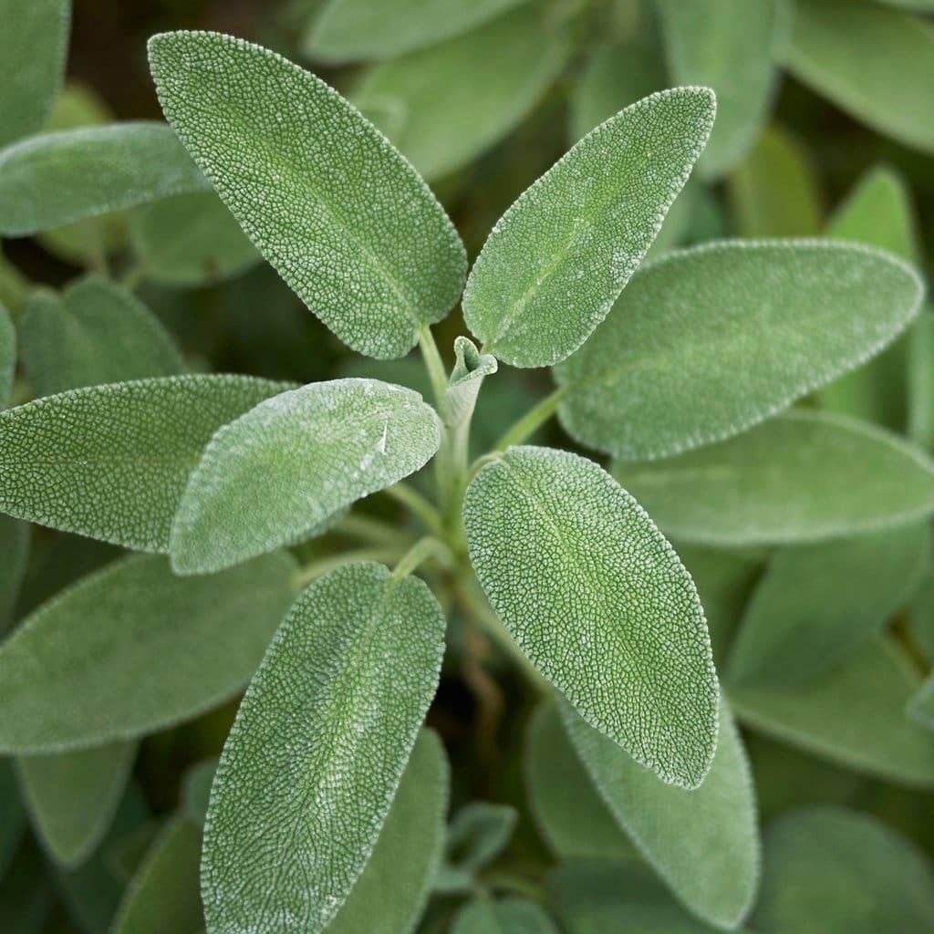 Sage Herb Seeds Sage is an attractive culinary herb. Salvia officinalis is an aromatic, rather woody perennial shrub in the mint family (Lamiaceae) native to the shores of the northern Mediterranean.