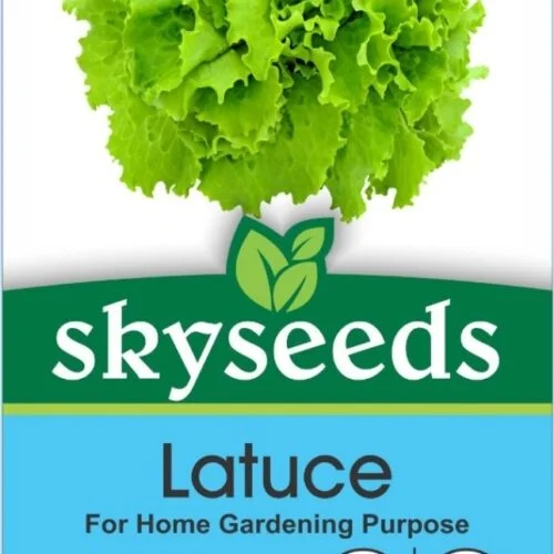 Lettuce Seed