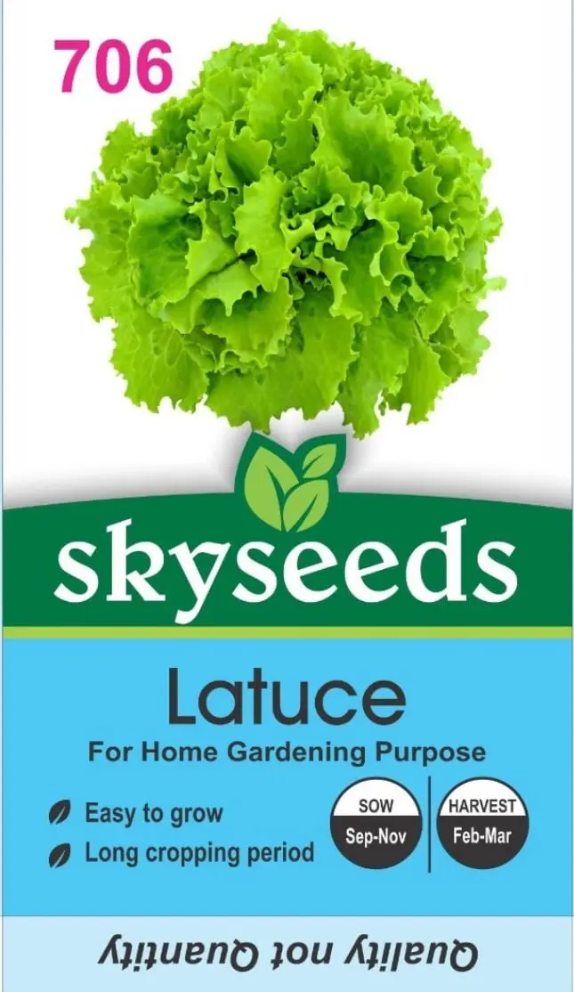 Lettuce Seed