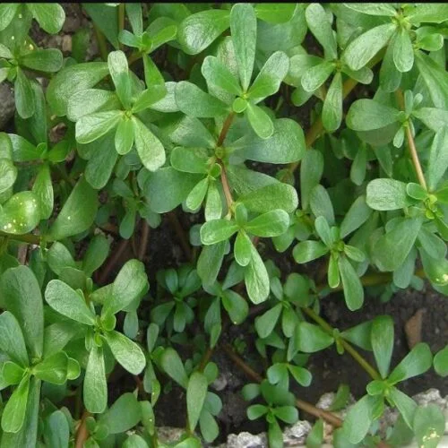 screenshot-20240317-215807-384-0-170324045948896.jpg Purslane leaves seed