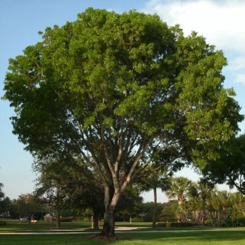 Dalbergia sissoo "Sheesham" tree