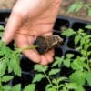 Peat Moss 250 Liters Peat Moss 250 Liters