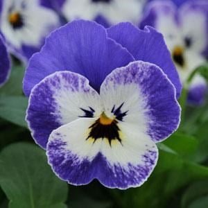 SKY SEEDS Sorbet XP Delft Blue Viola *Approximately 40 seeds in each packet