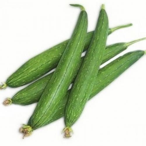 SKY SEEDS Sponge Gourd Green Seeds APPROXIMATELY 40 SEEDS Excellent Sponge Gourd Green Seeds, perfect for home gardeners and farmers who seek to grow high-quality, fresh sponge gourds in their gardens or fields. These seeds are non-GMO and selected for their robust growth and resistance to common pests and diseases. <strong>Features:</strong> <ul> <li><strong>Seed Type:</strong> Non-GMO, open-pollinated</li> <li><strong>Plant Type:</strong> Annual vegetable</li> <li><strong>Color:</strong> Green</li> <li><strong>Growth Habit:</strong> Vigorous climber with sprawling vines</li> <li><strong>Maturity:</strong> Early to mid-season harvest</li> <li><strong>Yield:</strong> High yield with proper care</li> </ul>
