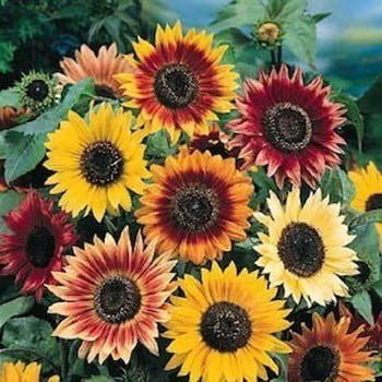 SKY SEEDS Sunflower Autumn Beauty Mix Helianthus annuus 20 plus seeds